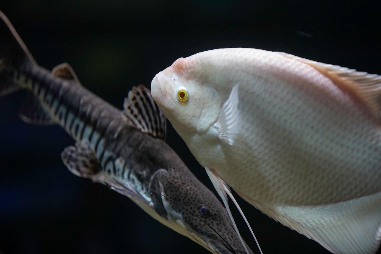 112-Liter-Aquarium – Symbolbild (Bild: Anilsharma26 / Pixabay)