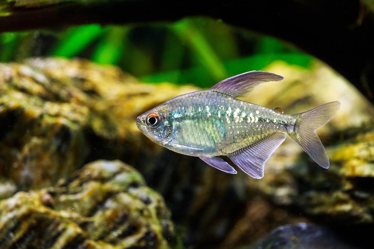 54-Liter-Aquarium – Symbolbild (Bild: Tommy_Rau / Pixabay)