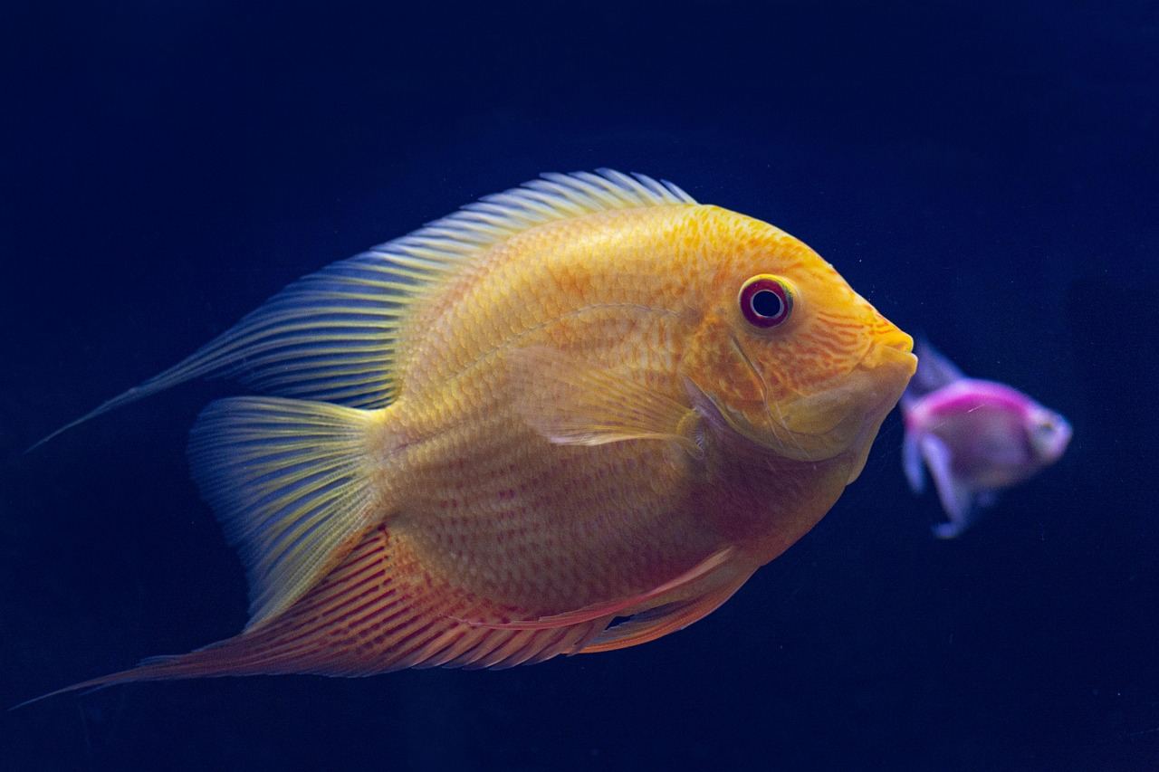 Aquarium mit Pflanzen – Symbolbild (Bild: Susnag / Pixabay)
