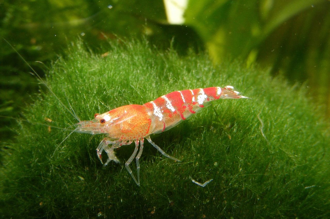 Garnele im Aquarium – Symbolbild (Bild: basuka / Pixabay)
