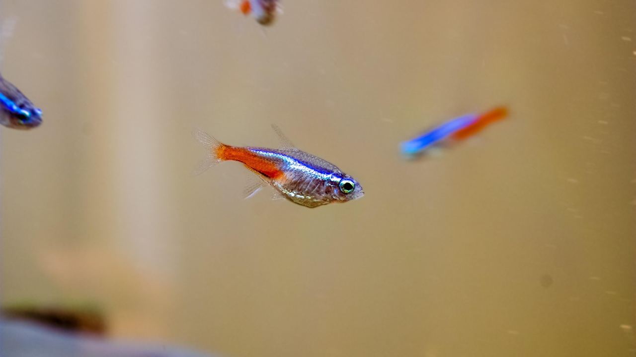 Fische – Symbolbild (Bild: GabrielDouglas / Pixabay)